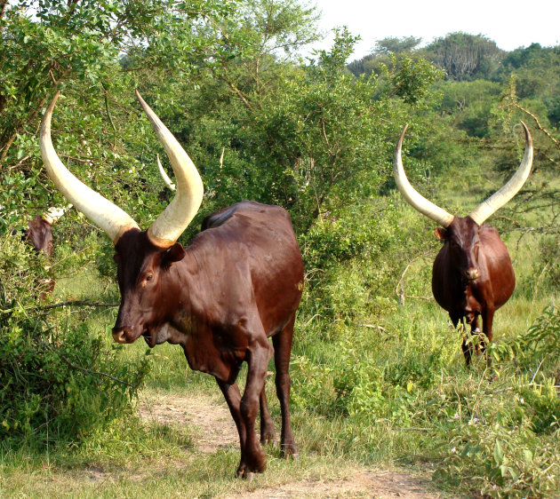 Ankole runderen