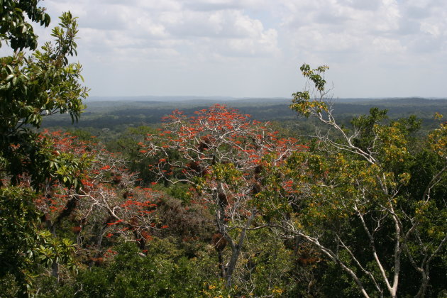 uitzicht jungle