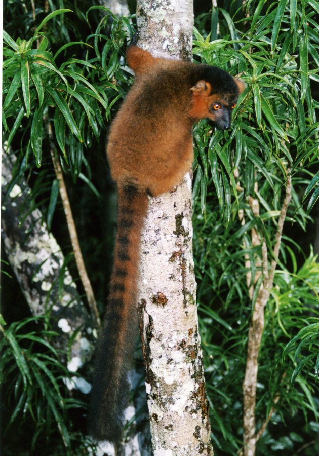 Lemur fulvus