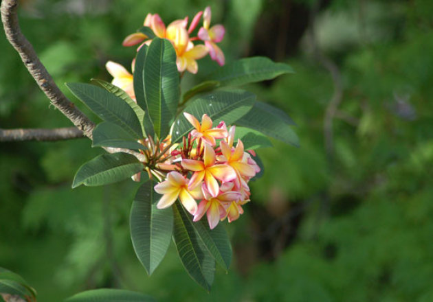 Frangipani