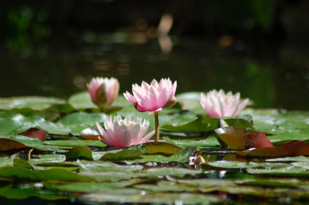 Nymphaea