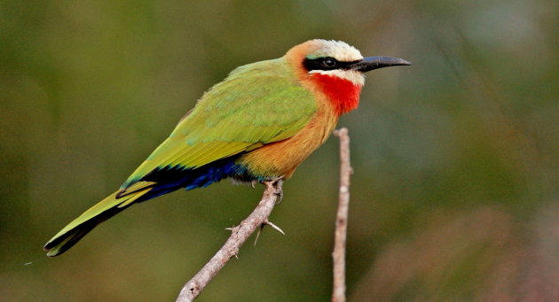 White-fronted Bee eater