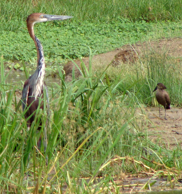 goliath reiger