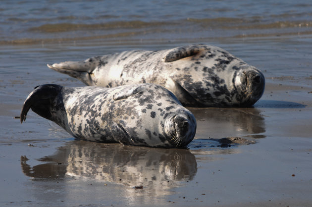 Badgasten op naaktstrand