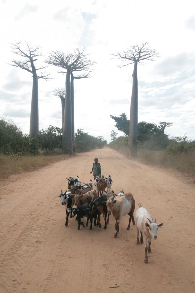 Allee de Baobabs