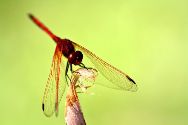 Dragonfly