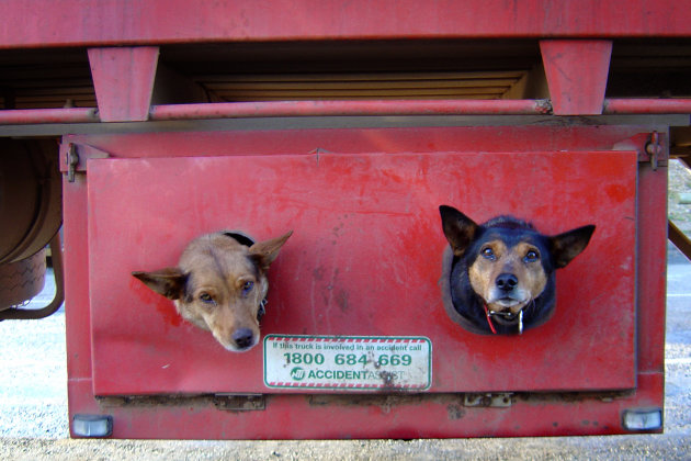 Doggy Transport...