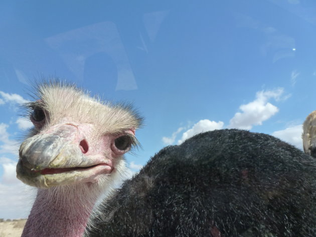 vreemde vogel