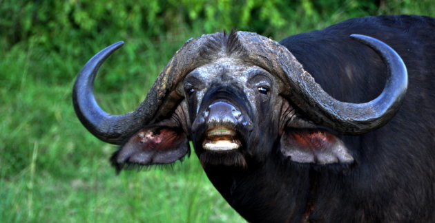 Buffel