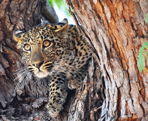 Baby leopard chased by baboons