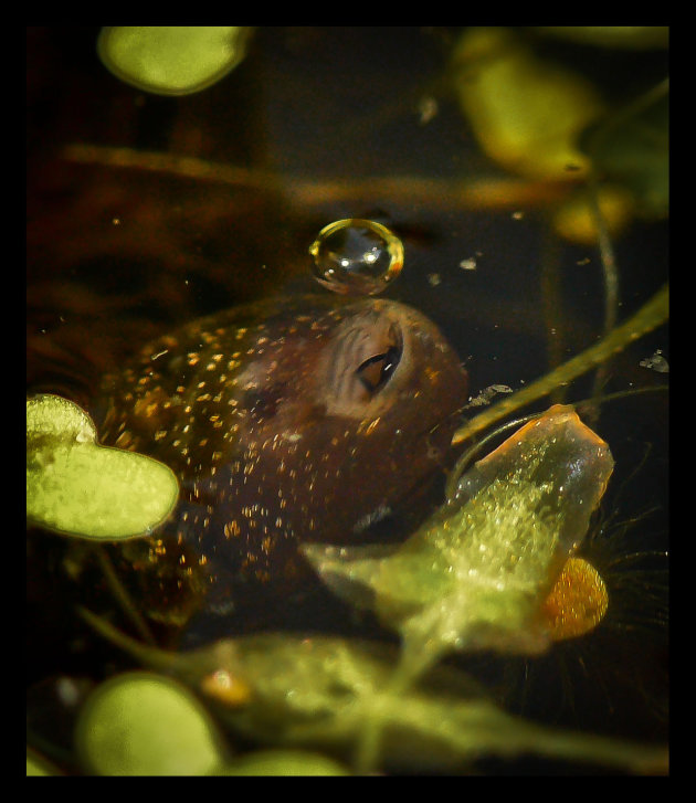 Watertrappelen en bellenblazen