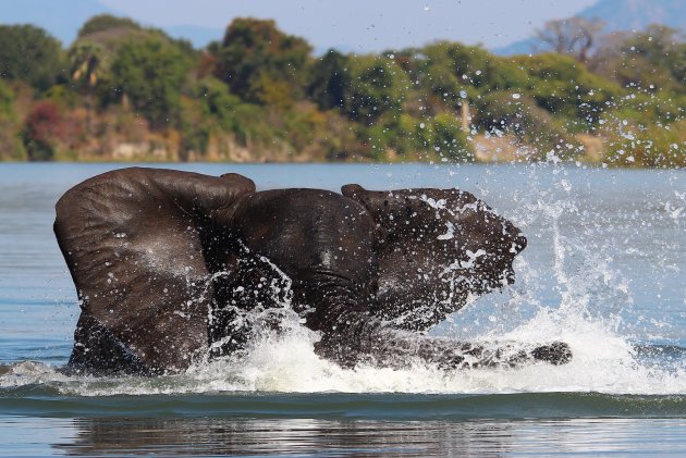 Olifant achter de waterdruppels