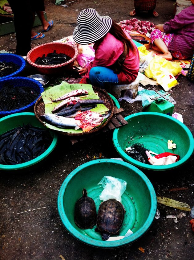 Vis en schildpad op de markt in Battambang