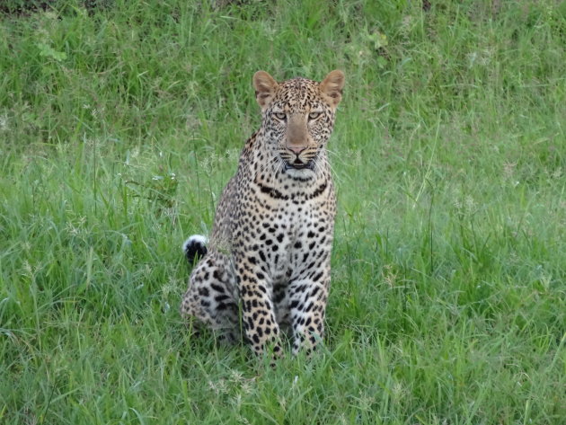 strenge blik van luangwa luipaard