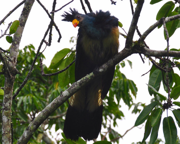 grote blauwe turaco