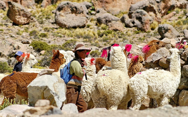 Jonge Alpacahoedster