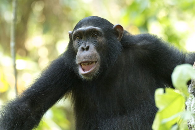 Lachende Chimp