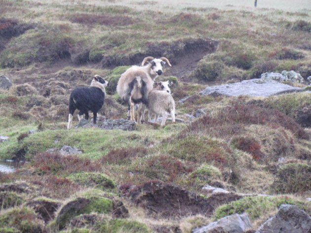 Schapen in de regen