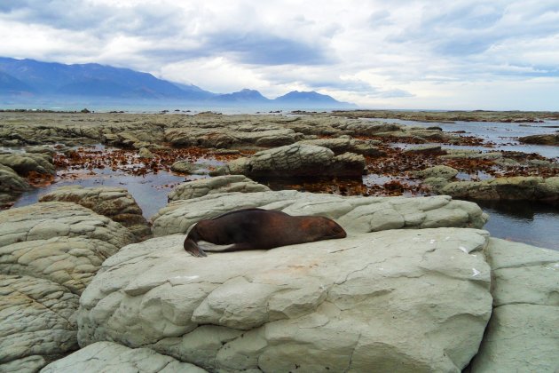 Onverstoorbare zeehond