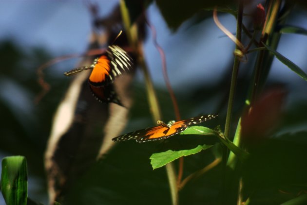 Mating Butterflies