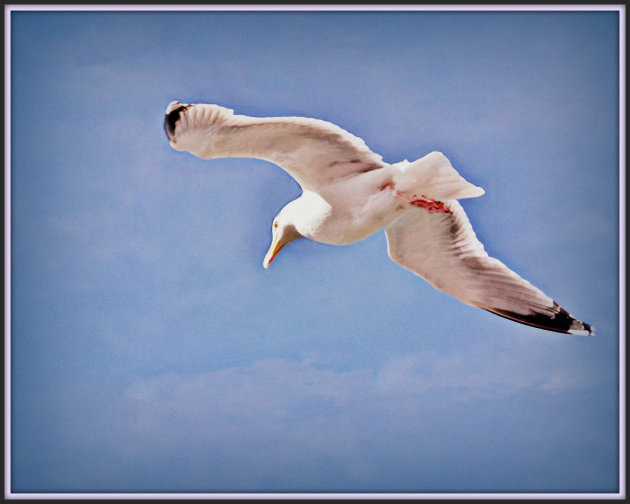 Vliegen als een vogel