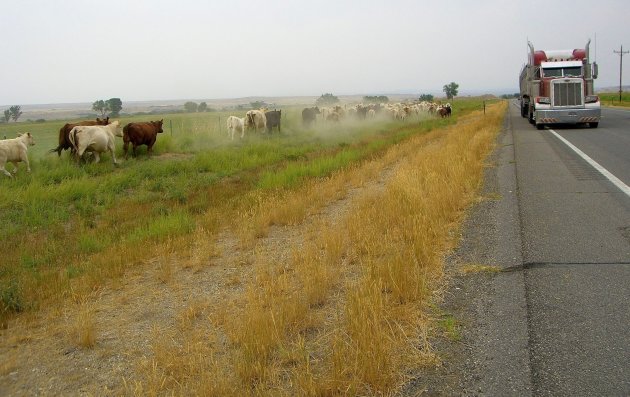 Cowboys, Cows en Mack trucks