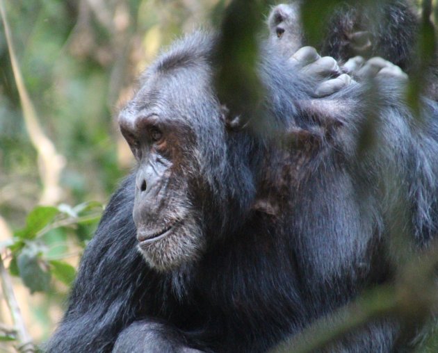 dromende chimpansee