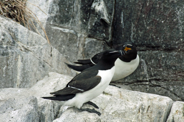 Alken op de rotsen van één van de Farne Islands