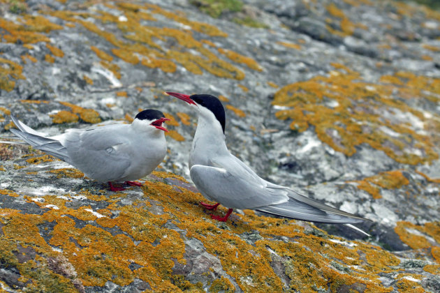 Noorse sterns op de Farne Islands