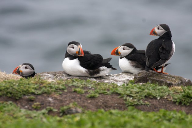 Papegaaiduikers, mannengroepje op de Farne Islands