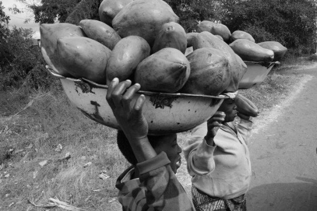 Papaja Seizoen in Malawi