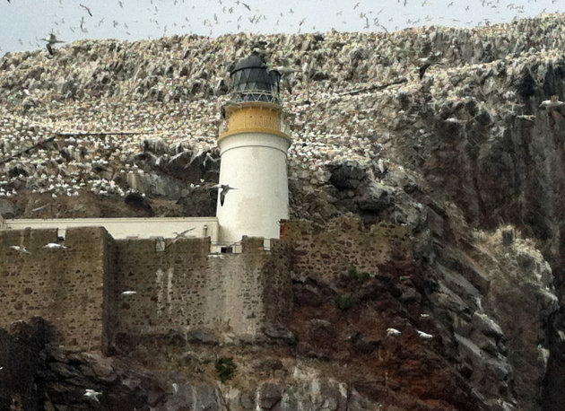 Vuurtoren op de Bassrock met duizenden vliegende en broedende Jan van Genten