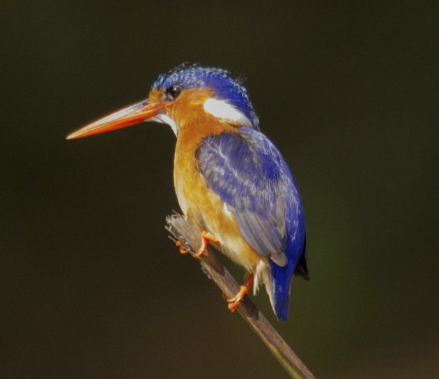 Malachiet Ijsvogel