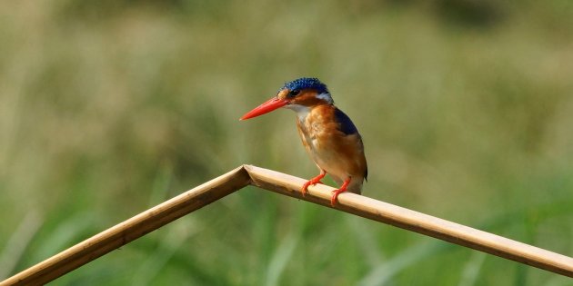 Klein maar dapper