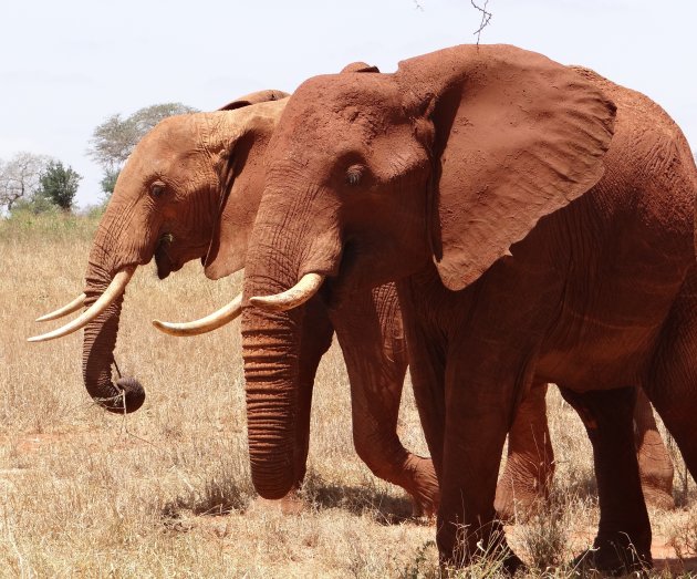 Olifanten in Tsavo