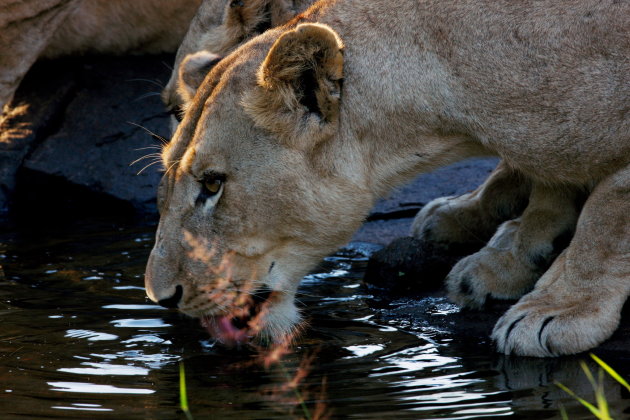 Dorst lessen