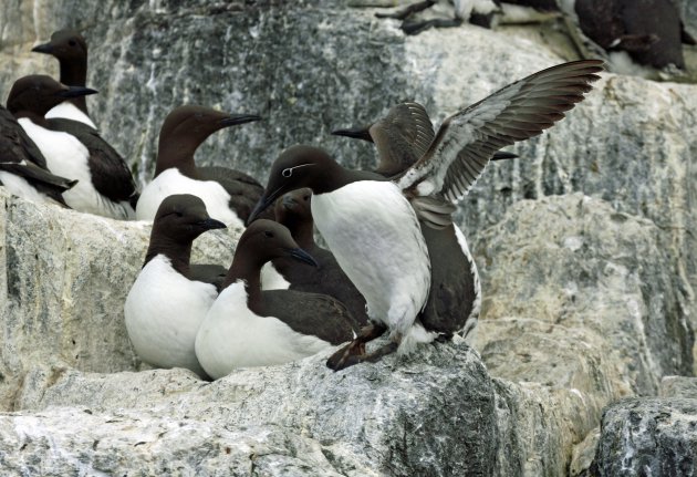 Zeekoeten op de Farne Islands