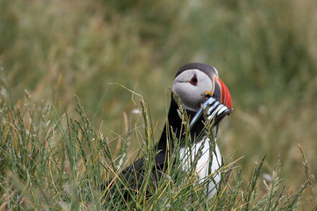 Papegaaiduiker in het gras op de Farne Islands