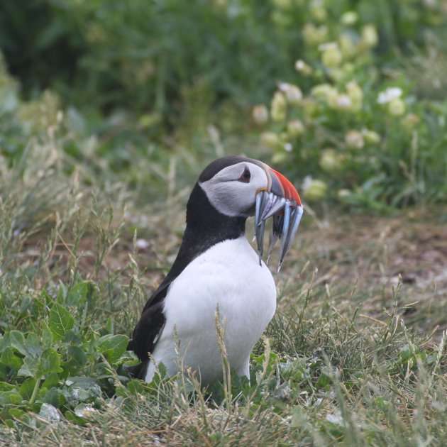 Papegaaiduiker  bij zijn nest op Steple Island (Farne Islands)