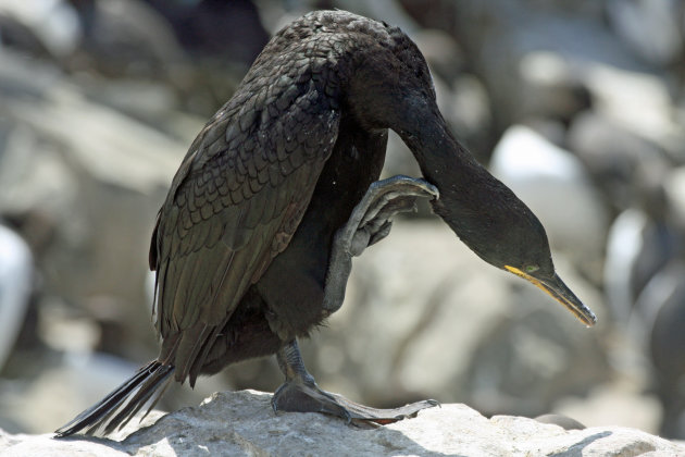 Kuifaalscholver Shag) op de Farne Islands