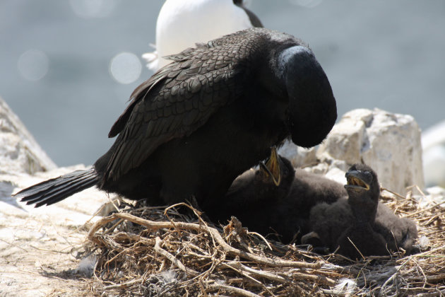 Kuifaalscholver voert jongen (Shag) op de Farne Islands