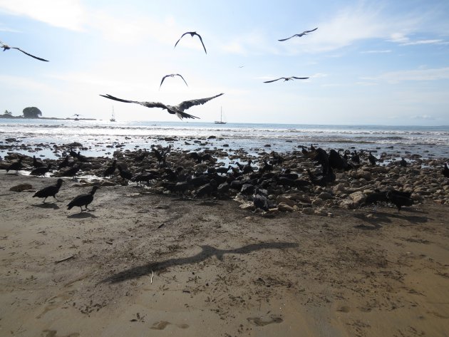 Gieren (?) op het strand van Dominicalito Costa Rica