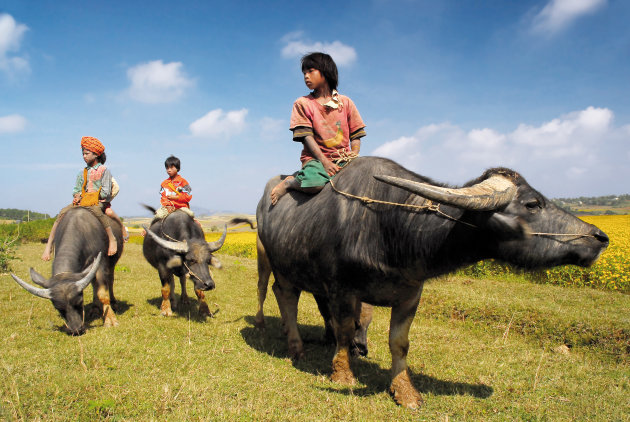 Kids & Cows in Nyaungshwe, Myanmar/Birma