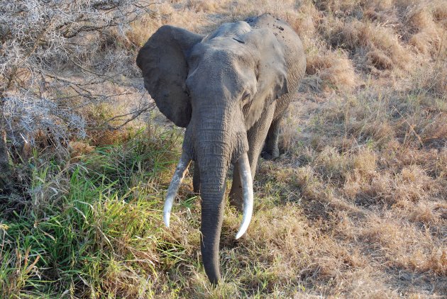 Nieuwsgierige dreigende? mannetjes olifant