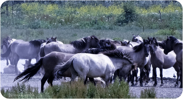 Konik paarden