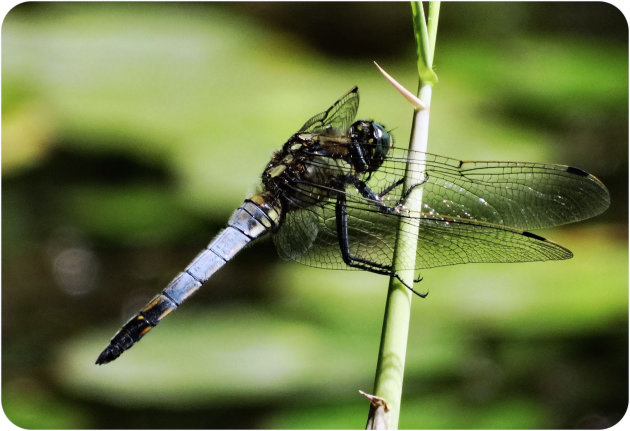 blauwe platbuik libelle