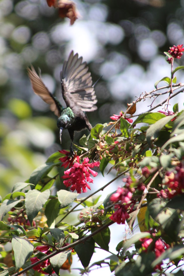 Sunbird!