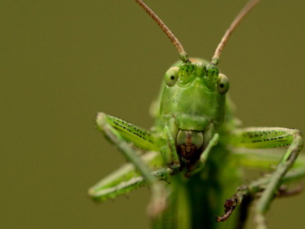 Green hopper