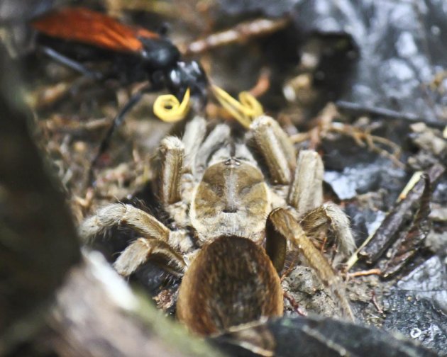 Tarantula