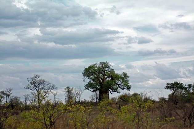 eenzame baobab